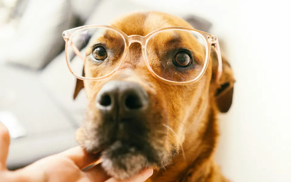 Augenpflege beim Hund