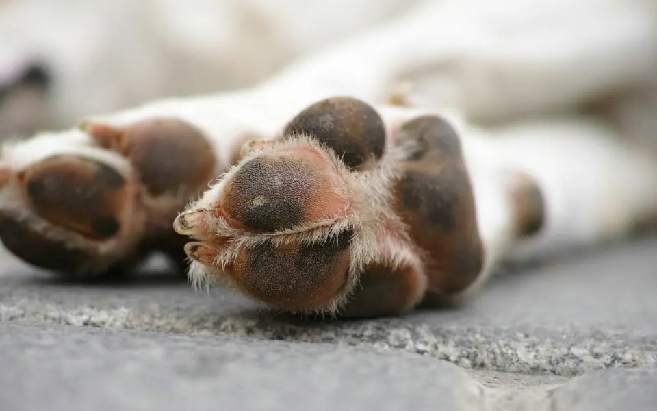 Ballenpflege beim Hund