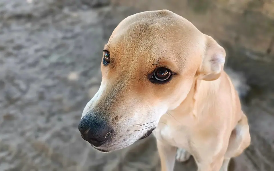 Beste Bürsten für Kurzhaar