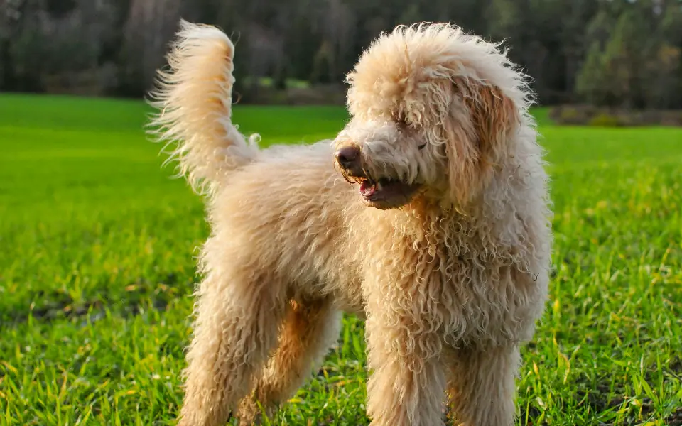 Beste Bürsten für Langhaar