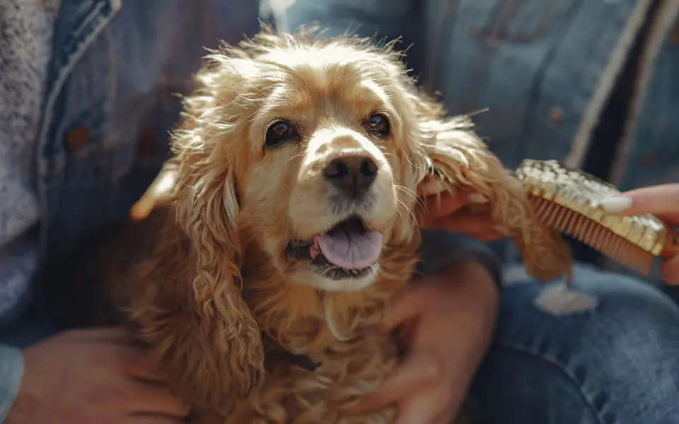 Beste universelle Bürsten