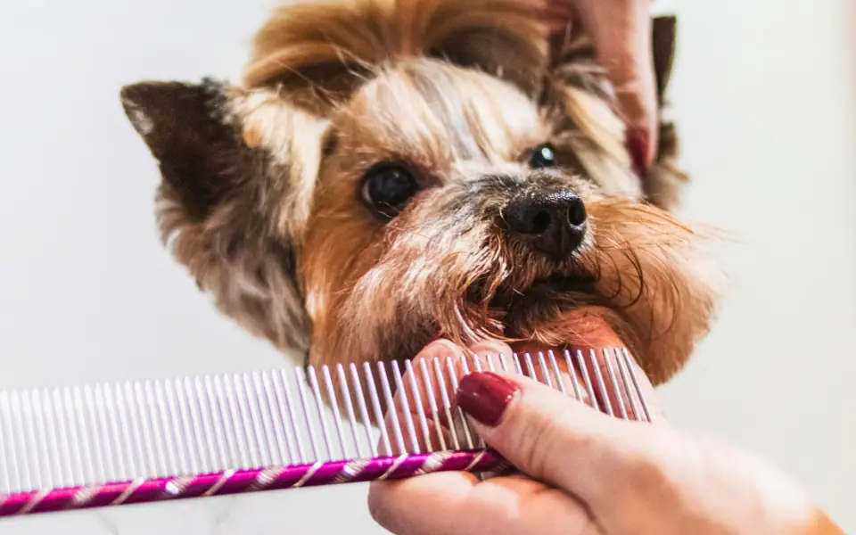 Hund richtig bürsten