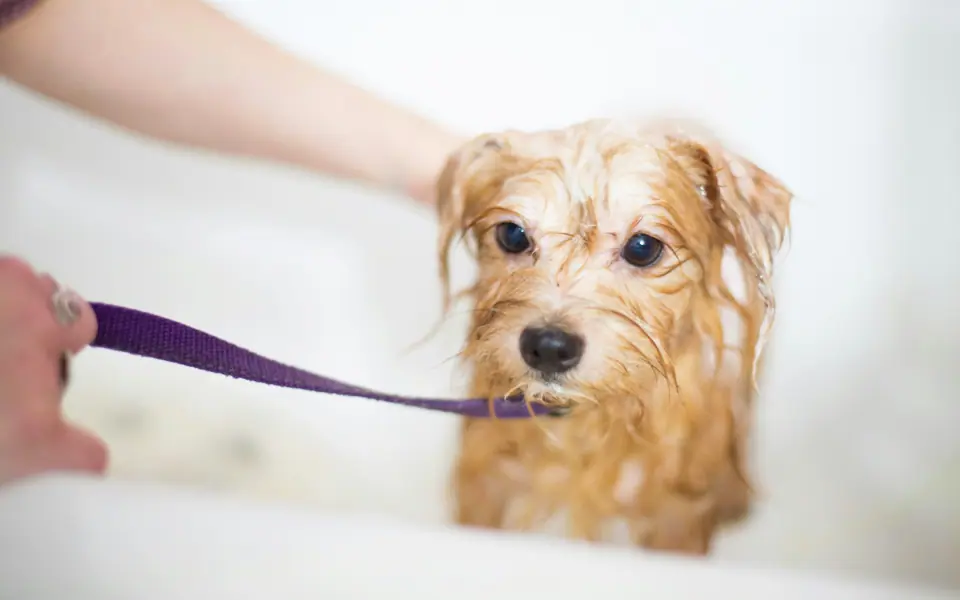 Hundepflege Übersicht