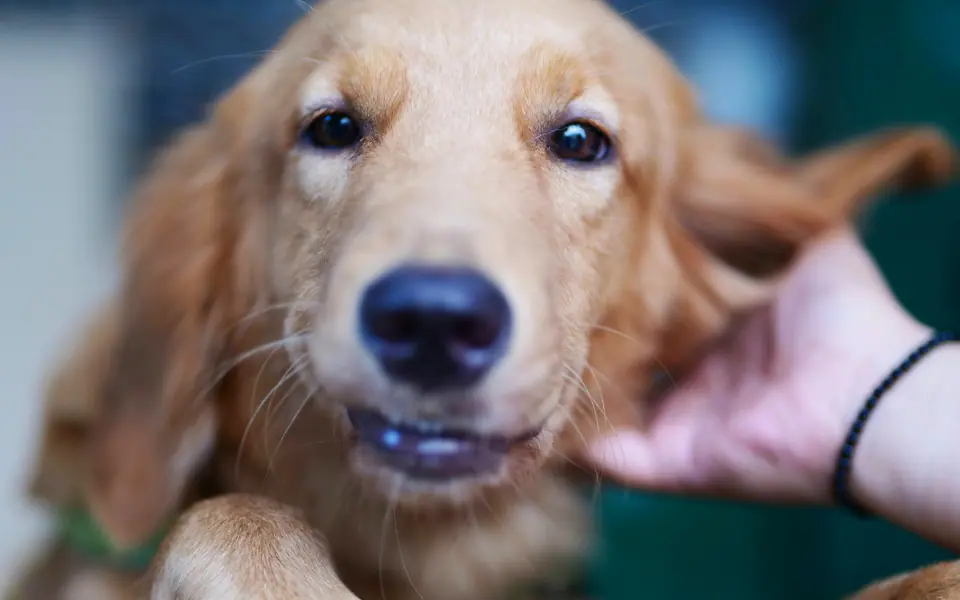 Ohrenpflege beim Hund