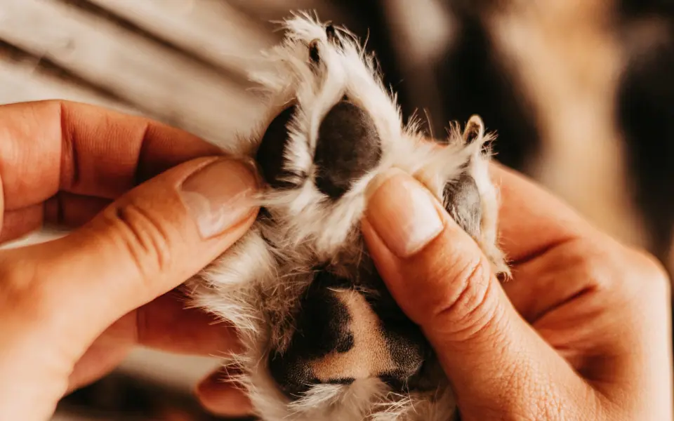Beste Produkte für Pfotenpflege