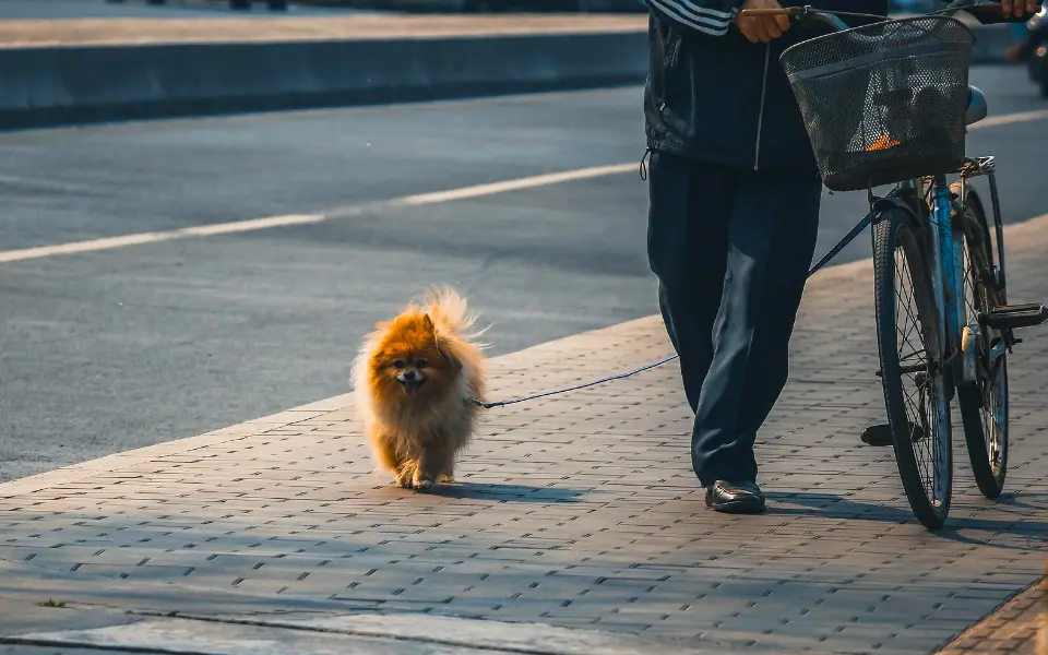 Beste Pfotenreiniger