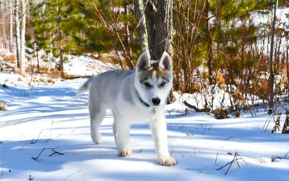 Bester Pfotenschutz im Winter