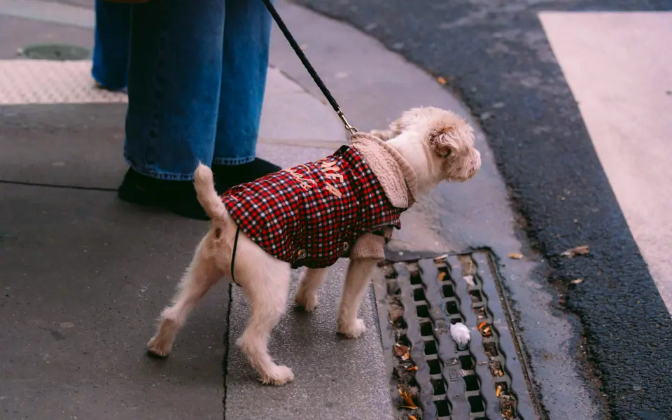 Unterwolle entfernen