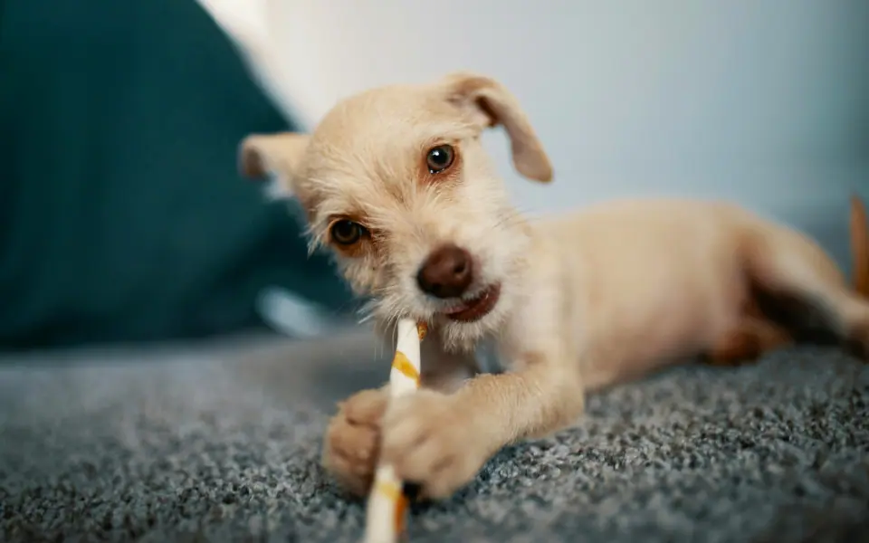 Beste Produkte für Zahnpflege